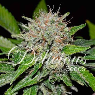 Deep Mandarine (Delicious Seeds) feminizowane