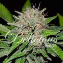 Deep Mandarine (Delicious Seeds) feminizowane