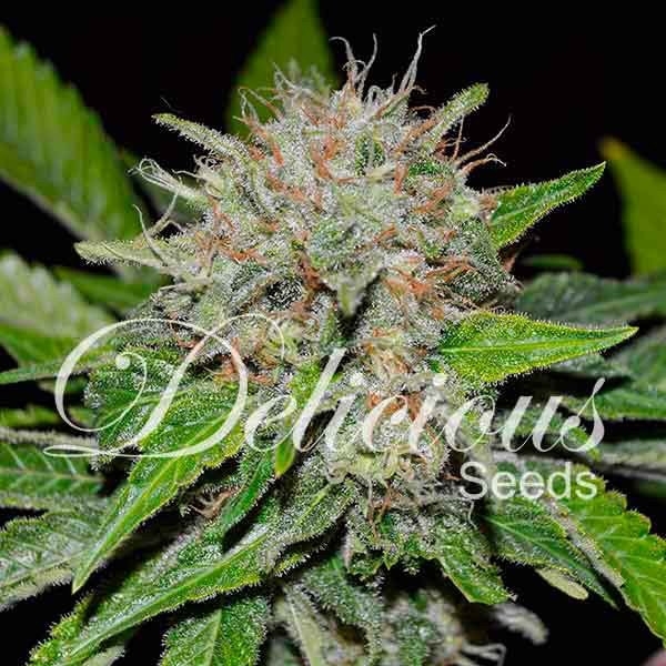 Deep Mandarine (Delicious Seeds) feminizowane