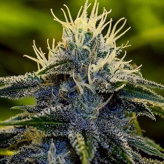 Afghan Automat (Positronics) feminizowane