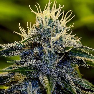 Afghan Automat (Positronics) feminizowane