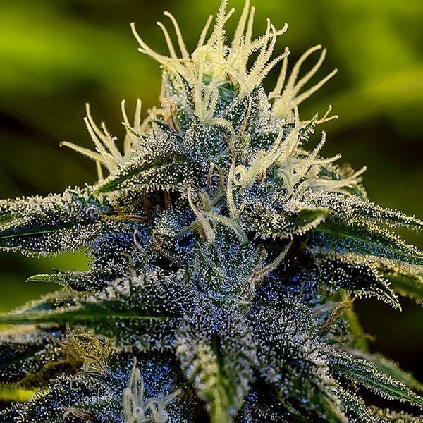 Afghan Automat (Positronics) feminizowane