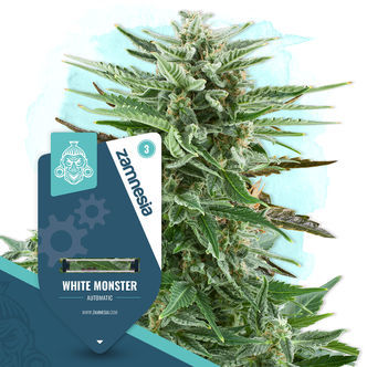 White Monster Automatic (feminizowane, Zamnesia Seeds)