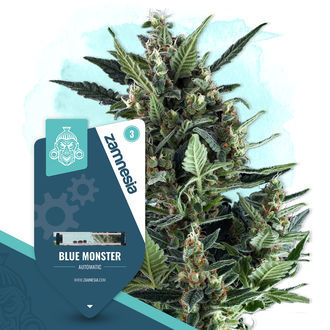 Blue Monster Automat (Zamnesia Seeds) feminizowane