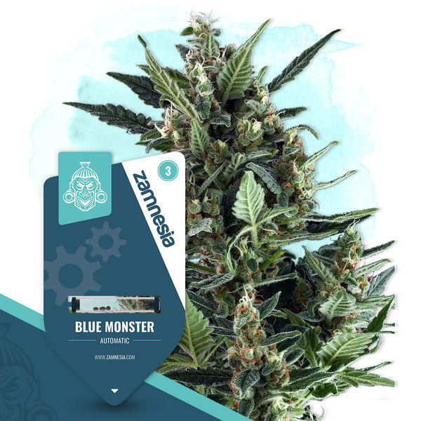 Blue Monster Automat (Zamnesia Seeds) feminizowane