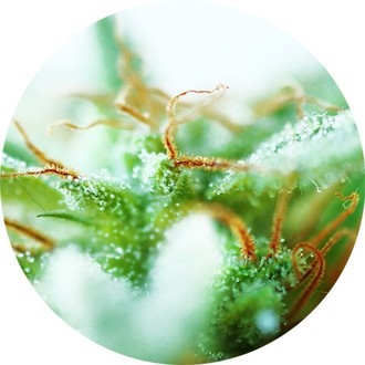 Dr. Tao Sativa (Top Tao Seeds) regularne