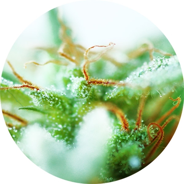 Dr. Tao Sativa (Top Tao Seeds) regularne