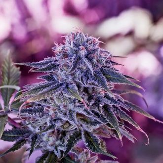 Blue Rhino (Positronics) nasiona marihuany feminizowane