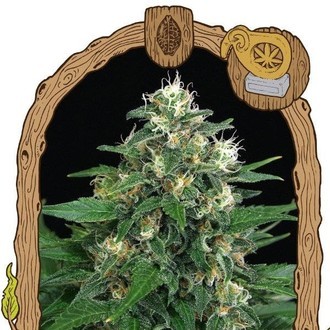 Exotic Thai (Exotic Seed) feminizowane