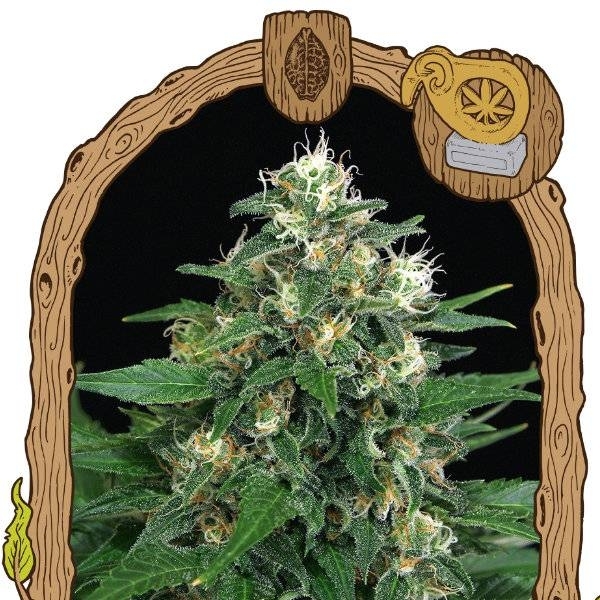 Exotic Thai (Exotic Seed) feminizowane