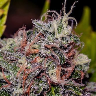 Caramelice (Positronics) feminizowane