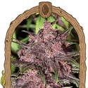 Black Haze (Exotic Seed) feminizowane