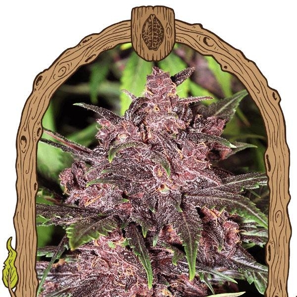 Black Haze (Exotic Seed) feminizowane
