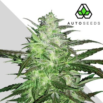 Auto Chemdog (Auto Seeds) Feminizowane