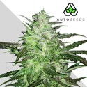 Auto Chemdog (Auto Seeds) Feminizowane