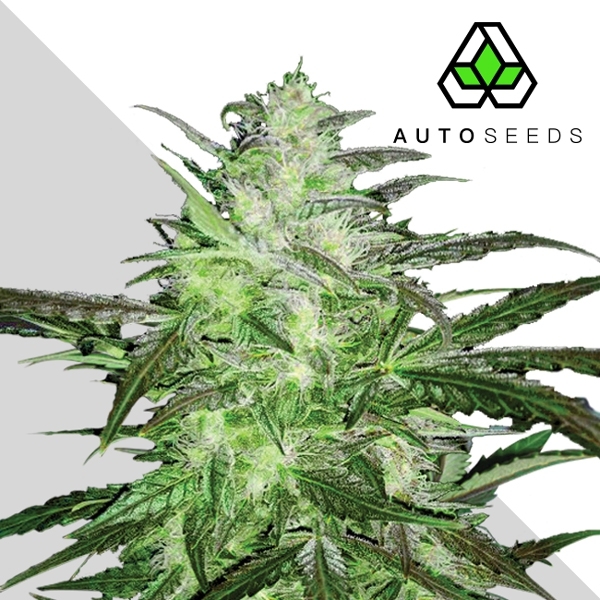 Auto Chemdog (Auto Seeds) Feminizowane