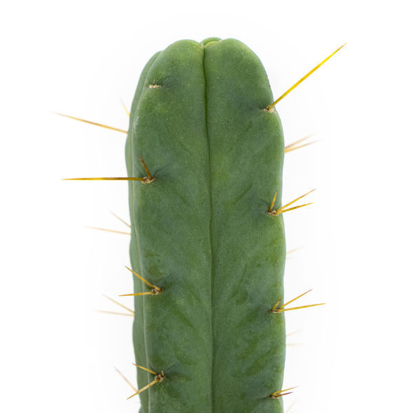 Kaktus Czterech Wiatrów (Echinopsis lageniformis forma quadricostata)
