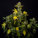 Monster Dwarf Automat (Zamnesia Seeds) feminizowane