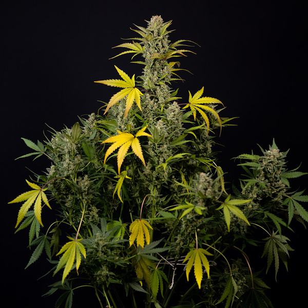 Monster Dwarf Automat (Zamnesia Seeds) feminizowane