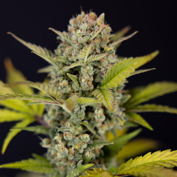 Monster Dwarf Automat (Zamnesia Seeds) feminizowane
