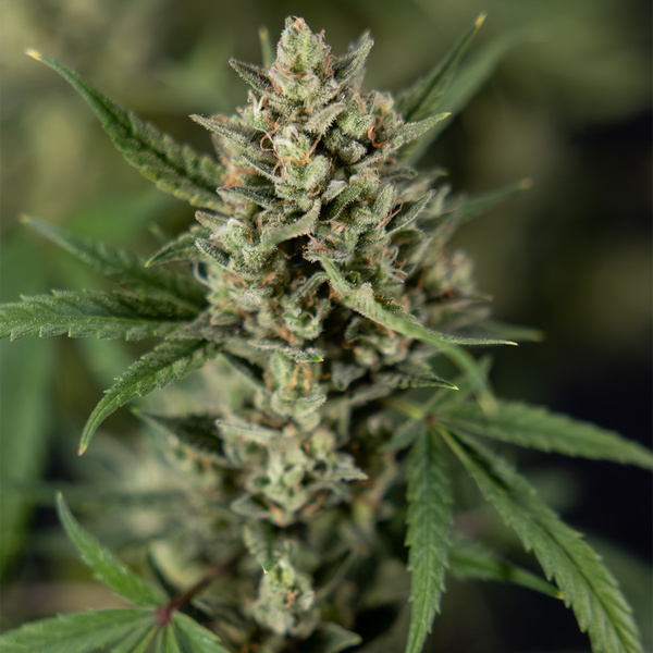 Monster Dwarf Automat (Zamnesia Seeds) feminizowane