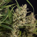 Monster Dwarf Automat (Zamnesia Seeds) feminizowane
