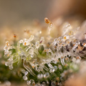 Monster Dwarf Automat (Zamnesia Seeds) feminizowane