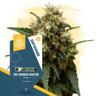 THC Bunker Buster (Zamnesia Seeds) feminizowane