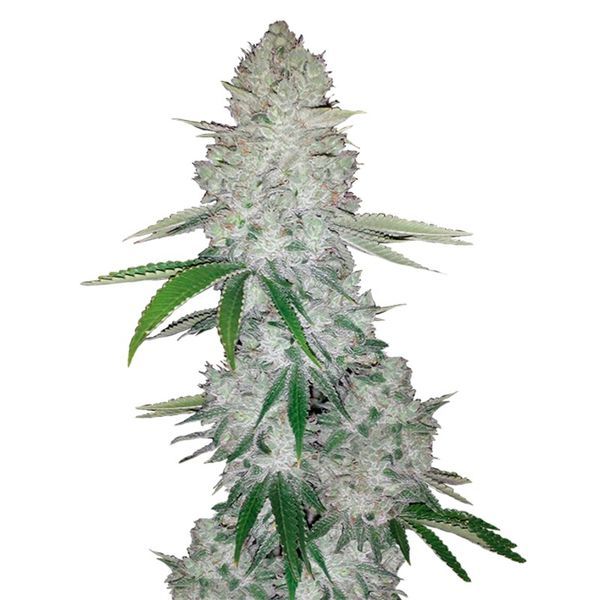 GG#4 Automat (FastBuds) feminizowane