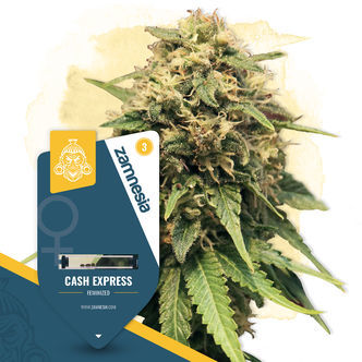 Cash Express (Zamnesia Seeds) feminizowane