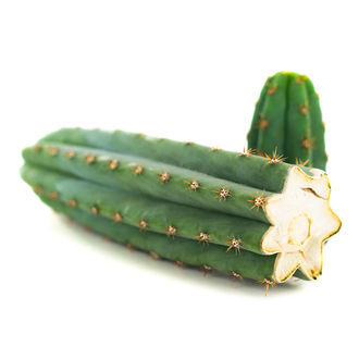 Echinopsis macrogona (znany także jako Trichocereus macrogonus)