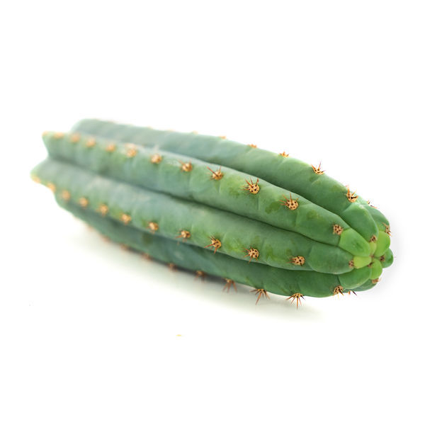 Echinopsis macrogona (znany także jako Trichocereus macrogonus)
