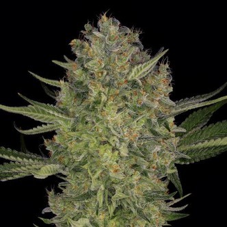 Serious Kush (Serious Seeds) feminizowane