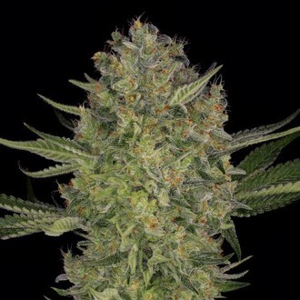 Serious Kush (Serious Seeds) feminizowane