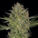 Serious Kush (Serious Seeds) feminizowane