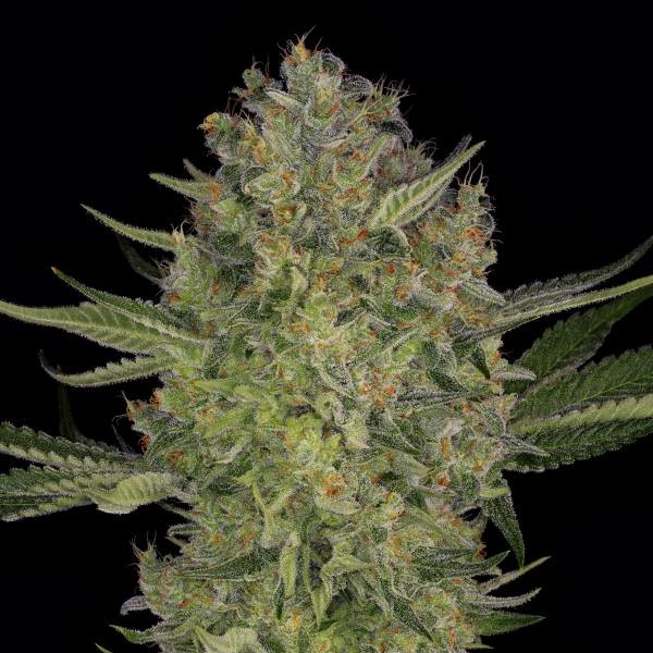 Serious Kush (Serious Seeds) feminizowane