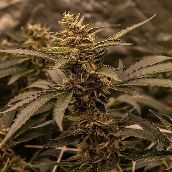 White Choco (Amsterdam Genetics) feminizowane