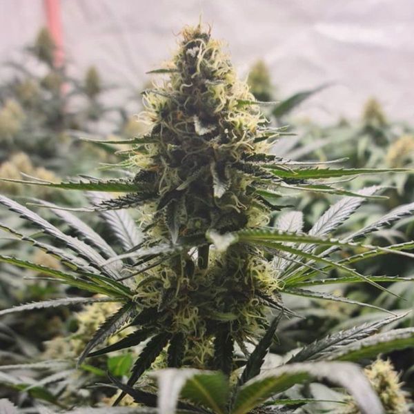 White Choco Haze (Amsterdam Genetics) feminizowane