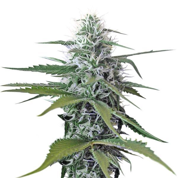 Kosher Tangie Kush (Amsterdam Genetics) feminizowane