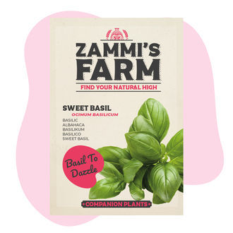 Słodka bazylia (Ocimum basilicum) – pakiet Buddy