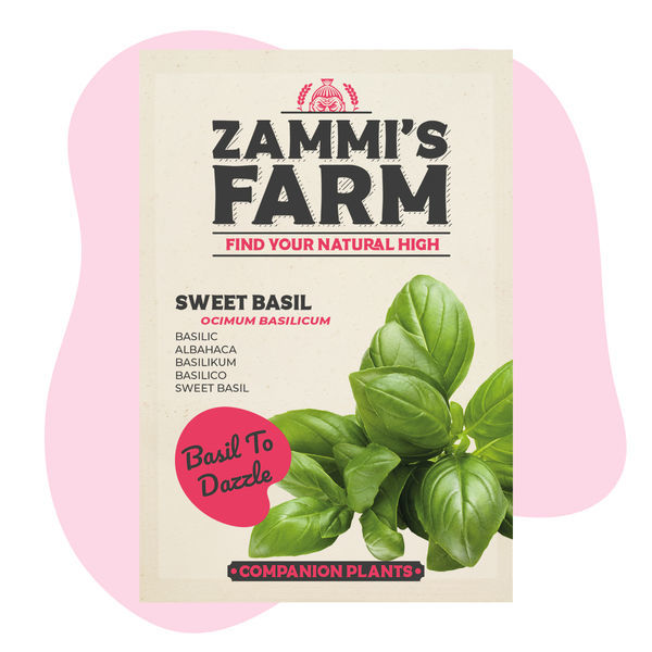 Słodka bazylia (Ocimum basilicum) – pakiet Buddy