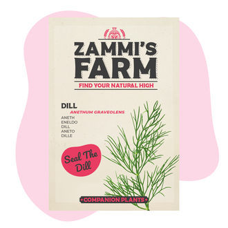 Koper ogrodowy (Anethum graveolens) Buddy Pack