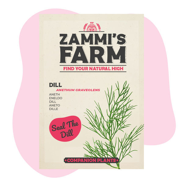 Koper ogrodowy (Anethum graveolens) Buddy Pack