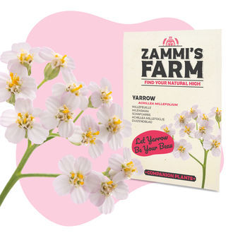 Krwawnik pospolity (Achillea millefolium) Zestaw Buddy