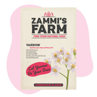 Krwawnik pospolity (Achillea millefolium) Zestaw Buddy