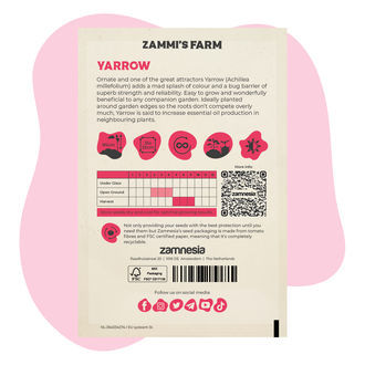 Krwawnik pospolity (Achillea millefolium) Zestaw Buddy