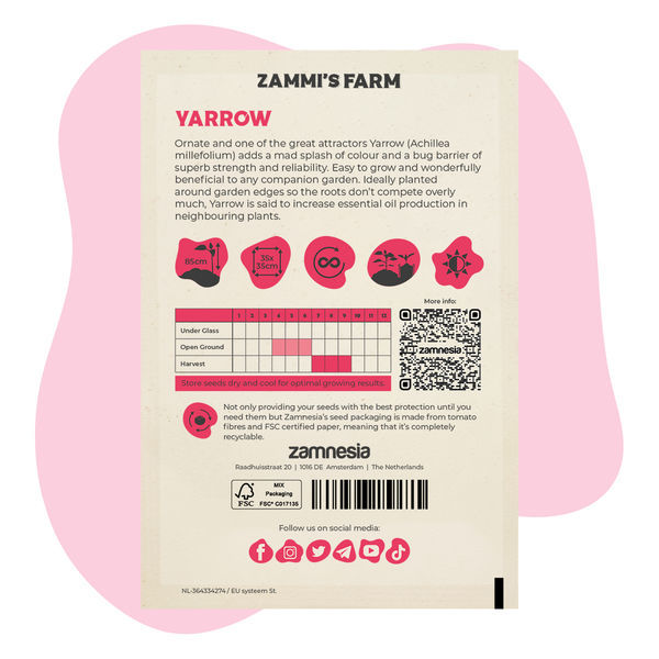 Krwawnik pospolity (Achillea millefolium) Zestaw Buddy