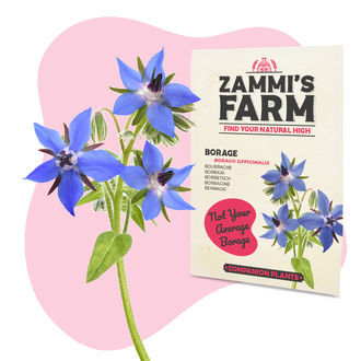 Ogórecznik lekarski (Borago officinalis) – pakiet "Buddy Pack"