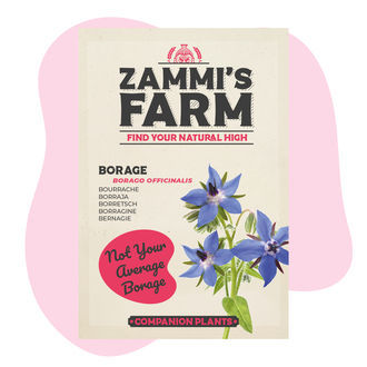 Ogórecznik lekarski (Borago officinalis) – pakiet "Buddy Pack"