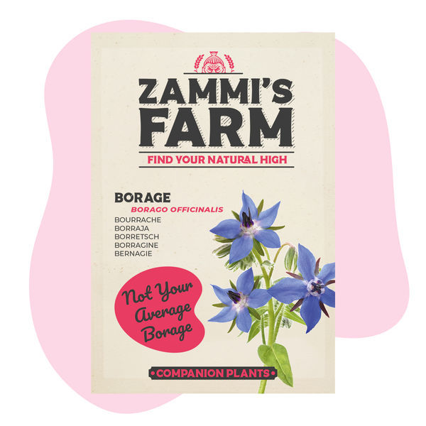 Ogórecznik lekarski (Borago officinalis) – pakiet "Buddy Pack"